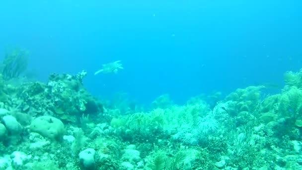 Mercan Hayatı Karayipler Denizi Bonaire Adası Sualtı Dalgıçları Videosu — Stok video