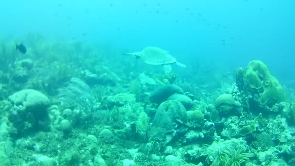 Mercan Hayatı Karayipler Denizi Bonaire Adası Sualtı Dalgıçları Videosu — Stok video