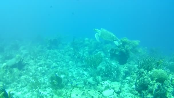 Vida Coralina Caribe Mar Bonaire Isla Buceo Submarino Buzos Video — Vídeo de stock
