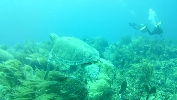 Korall Élet Karibi Tenger Bonaire Sziget Víz Alatti Búvárok Videó — Stock videók