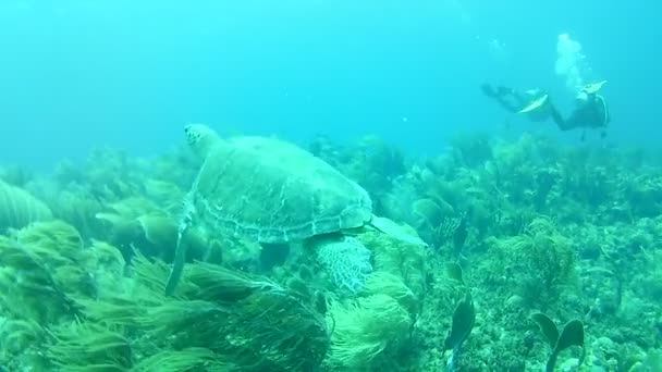 Κοραλλιογενή Ζωή Καραϊβική Θάλασσα Bonaire Νησί Υποβρύχιες Καταδύσεις Δύτες Βίντεο — Αρχείο Βίντεο