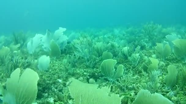 Vida Coralina Caribe Mar Bonaire Isla Buceo Submarino Buzos Video — Vídeos de Stock