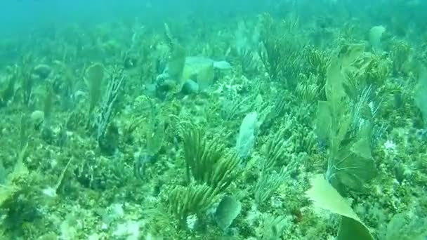 Coral Vida Caribe Mar Bonaire Ilha Mergulho Subaquático Mergulhadores Vídeo — Vídeo de Stock