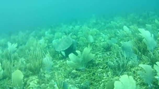 Coral Vida Caribe Mar Bonaire Ilha Mergulho Subaquático Mergulhadores Vídeo — Vídeo de Stock