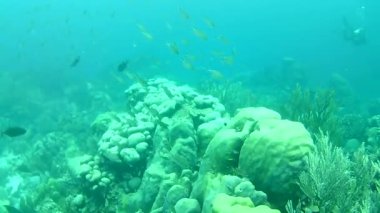 Mercan hayatı Karayipler denizi Bonaire adası sualtı dalgıçları videosu