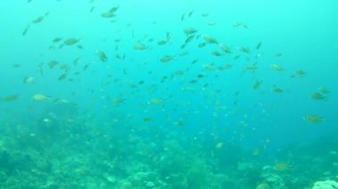 Mercan hayatı Karayipler denizi Bonaire adası sualtı dalgıçları videosu