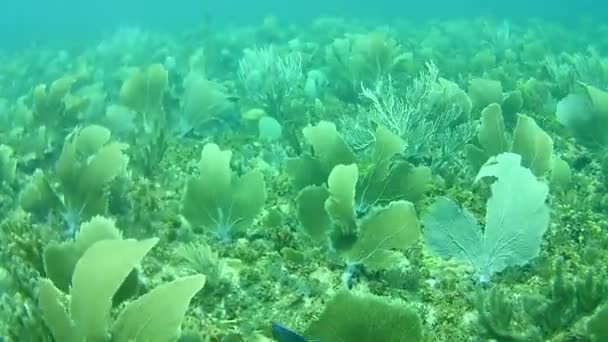 Coral Vida Caribe Mar Bonaire Ilha Mergulho Subaquático Mergulhadores Vídeo — Vídeo de Stock