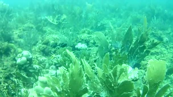 Vida Coralina Caribe Mar Bonaire Isla Buceo Submarino Buzos Video — Vídeo de stock