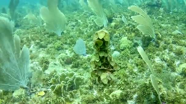 Vida Coralina Caribe Mar Bonaire Isla Buceo Submarino Buzos Video — Vídeos de Stock