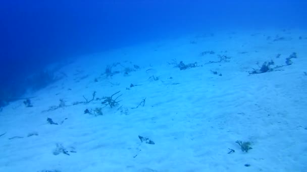 Korallenleben Karibik Meer Bonaire Insel Unterwassertauchen Taucher Video — Stockvideo