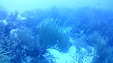 Mercan hayatı Karayipler denizi Bonaire adası sualtı dalgıçları videosu