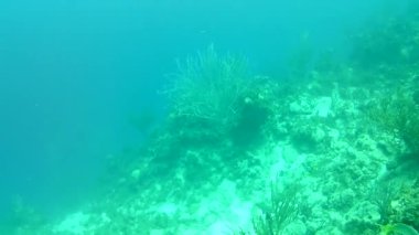 Mercan hayatı Karayipler denizi Bonaire adası sualtı dalgıçları videosu