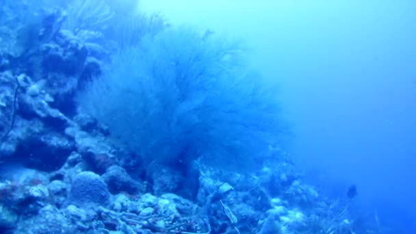 Korall Liv Karibiska Havet Bonaire Vattnet Dykning Dykare Video — Stockvideo