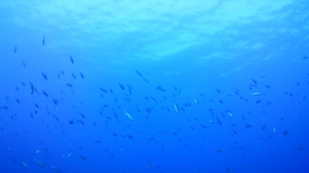 Coral Vida Caribe Mar Bonaire Ilha Mergulho Subaquático Mergulhadores Vídeo — Vídeo de Stock