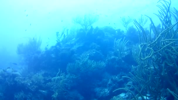 Vida Coralina Caribe Mar Bonaire Isla Buceo Submarino Buzos Video — Vídeo de stock