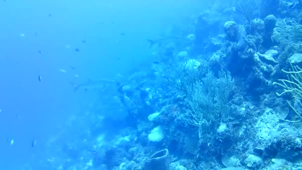 Mercan Hayatı Karayipler Denizi Bonaire Adası Sualtı Dalgıçları Videosu — Stok video