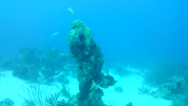 Vie Corail Caraïbes Mer Bonaire Île Plongée Sous Marine Plongée — Video