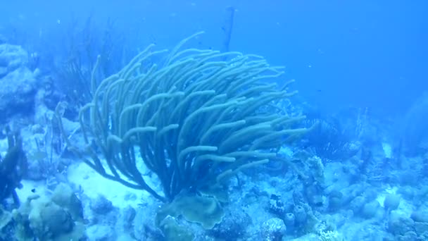 Vida Coralina Caribe Mar Bonaire Isla Buceo Submarino Buzos Video — Vídeos de Stock