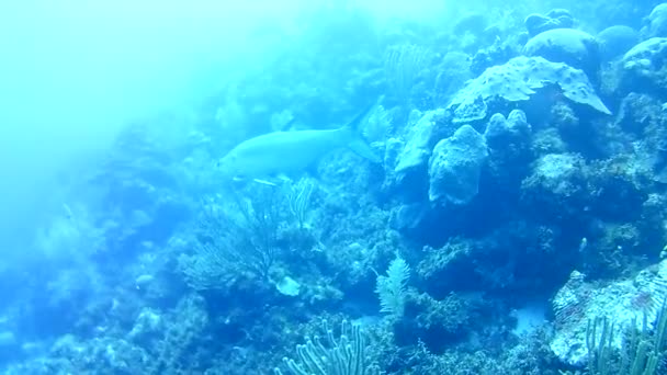 ปะการ ตทะเลแคร บเบ ยนเกาะ Bonaire — วีดีโอสต็อก