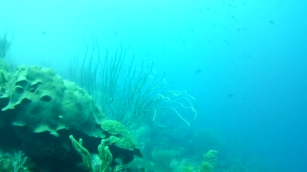 Vida Coralina Caribe Mar Bonaire Isla Buceo Submarino Buzos Video — Vídeos de Stock