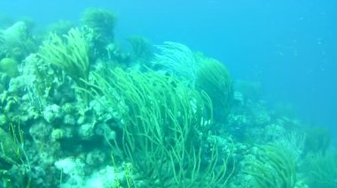 Mercan hayatı Karayipler denizi Bonaire adası sualtı dalgıçları videosu