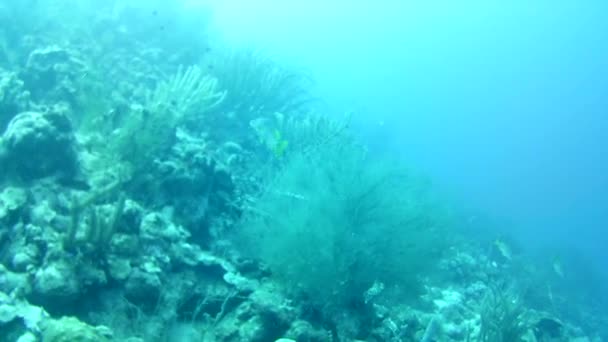 Vida Coralina Caribe Mar Bonaire Isla Buceo Submarino Buzos Video — Vídeos de Stock