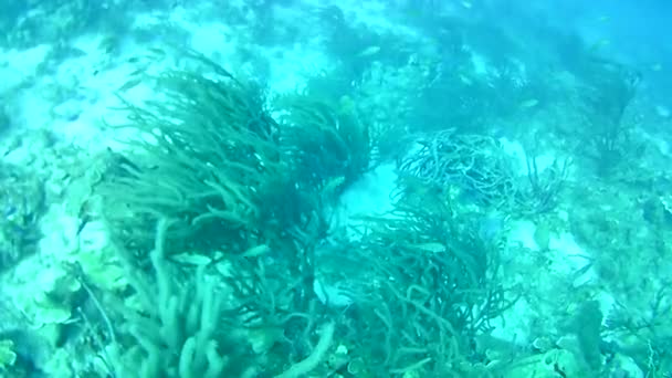 Vida Coralina Caribe Mar Bonaire Isla Buceo Submarino Buzos Video — Vídeos de Stock