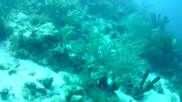 Korallenleben Karibik Meer Bonaire Insel Unterwassertauchen Taucher Video — Stockvideo