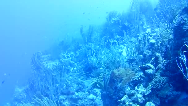 Vita Corallina Mare Dei Caraibi Isola Bonaire Subacquei Subacquei Subacquei — Video Stock