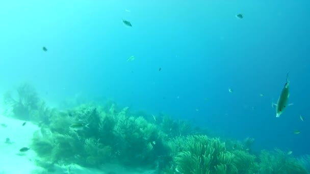 Coral Vida Caribe Mar Bonaire Ilha Mergulho Subaquático Mergulhadores Vídeo — Vídeo de Stock