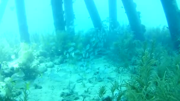 Korallenleben Karibik Meer Bonaire Insel Unterwassertauchen Taucher Video — Stockvideo