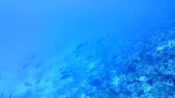 Vida Coralina Caribe Mar Bonaire Isla Buceo Submarino Buzos Video — Vídeos de Stock