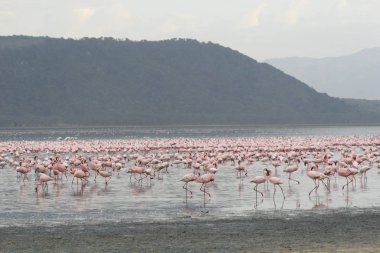 Mercan hayatı Karayipler denizi Bonaire adası sualtı dalgıçları videosu