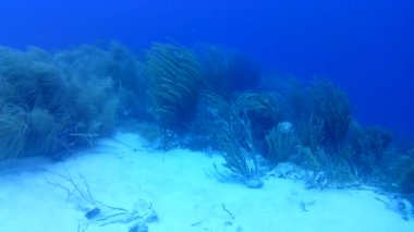 Mercan hayatı Karayipler denizi Bonaire adası sualtı dalgıçları videosu