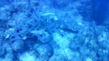 Mercan hayatı Karayipler denizi Bonaire adası sualtı dalgıçları videosu