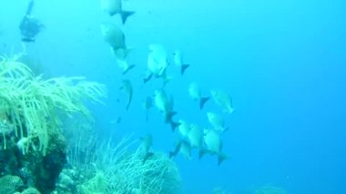 Mercan hayatı Karayipler denizi Bonaire adası sualtı dalgıçları videosu