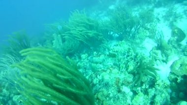 Mercan hayatı Karayipler denizi Bonaire adası sualtı dalgıçları videosu