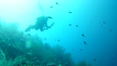 Mercan hayatı Karayipler denizi Bonaire adası sualtı dalgıçları videosu
