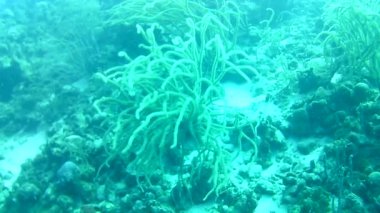 Mercan hayatı Karayipler denizi Bonaire adası sualtı dalgıçları videosu