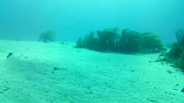 Mercan hayatı Karayipler denizi Bonaire adası sualtı dalgıçları videosu