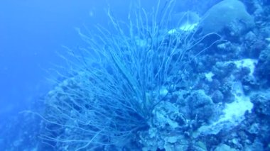 Mercan hayatı Karayipler denizi Bonaire adası sualtı dalgıçları videosu