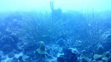 Mercan hayatı Karayipler denizi Bonaire adası sualtı dalgıçları videosu