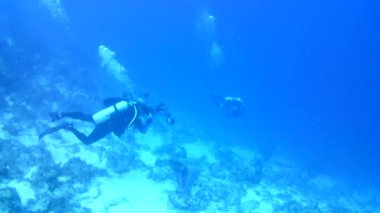 Mercan hayatı Karayipler denizi Bonaire adası sualtı dalgıçları videosu
