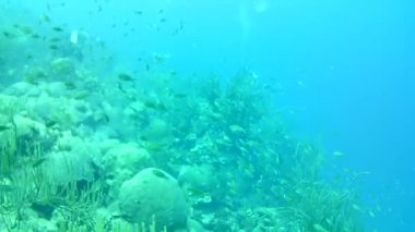 Mercan hayatı Karayipler denizi Bonaire adası sualtı dalgıçları videosu