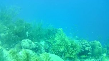Mercan hayatı Karayipler denizi Bonaire adası sualtı dalgıçları videosu