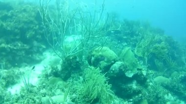 Mercan hayatı Karayipler denizi Bonaire adası sualtı dalgıçları videosu