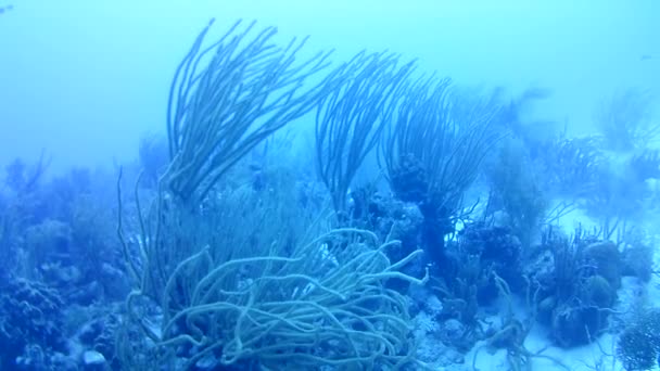 Vida Coralina Caribe Mar Bonaire Isla Buceo Submarino Buzos Video — Vídeos de Stock