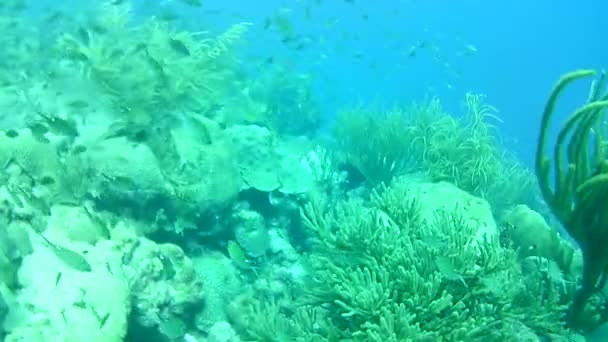 Mercan Hayatı Karayipler Denizi Bonaire Adası Sualtı Dalgıçları Videosu — Stok video