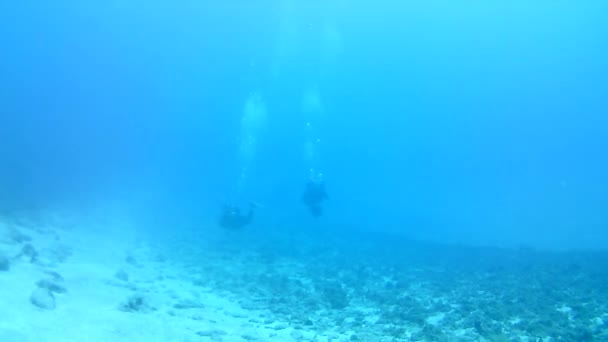 카리브해 보네르 다이빙 다이버 비디오 — 비디오