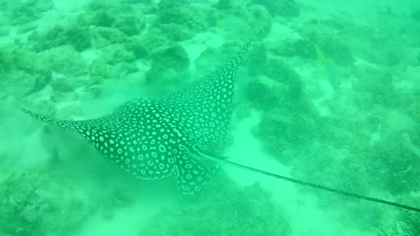 Korall Liv Karibiska Havet Bonaire Vattnet Dykning Dykare Video — Stockvideo